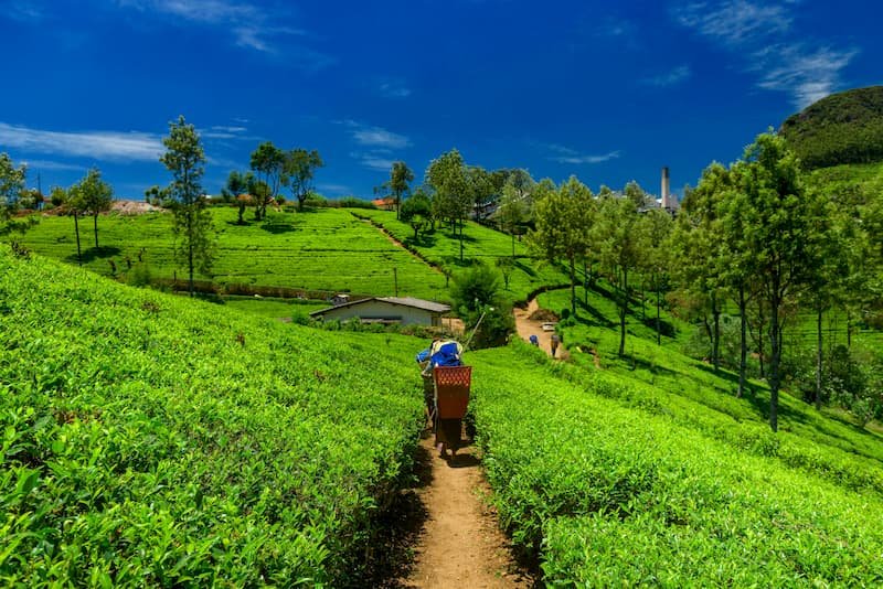 Sikkim, Tea Plantation