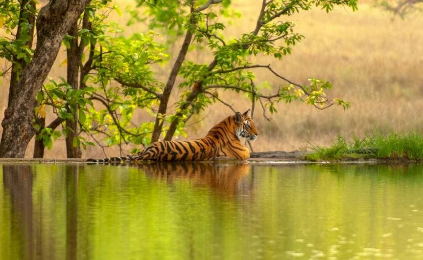 Ranthambore, Rajasthan