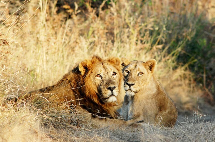 Sariska Tiger Reserve, Rajasthan